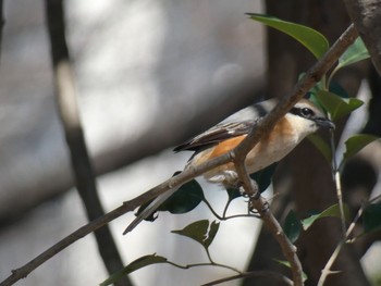 Bull-headed Shrike 兵庫島公園 Fri, 3/6/2020