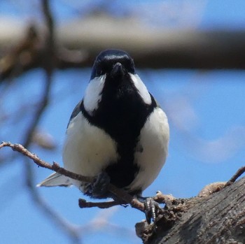 Japanese Tit 兵庫島公園 Fri, 3/6/2020