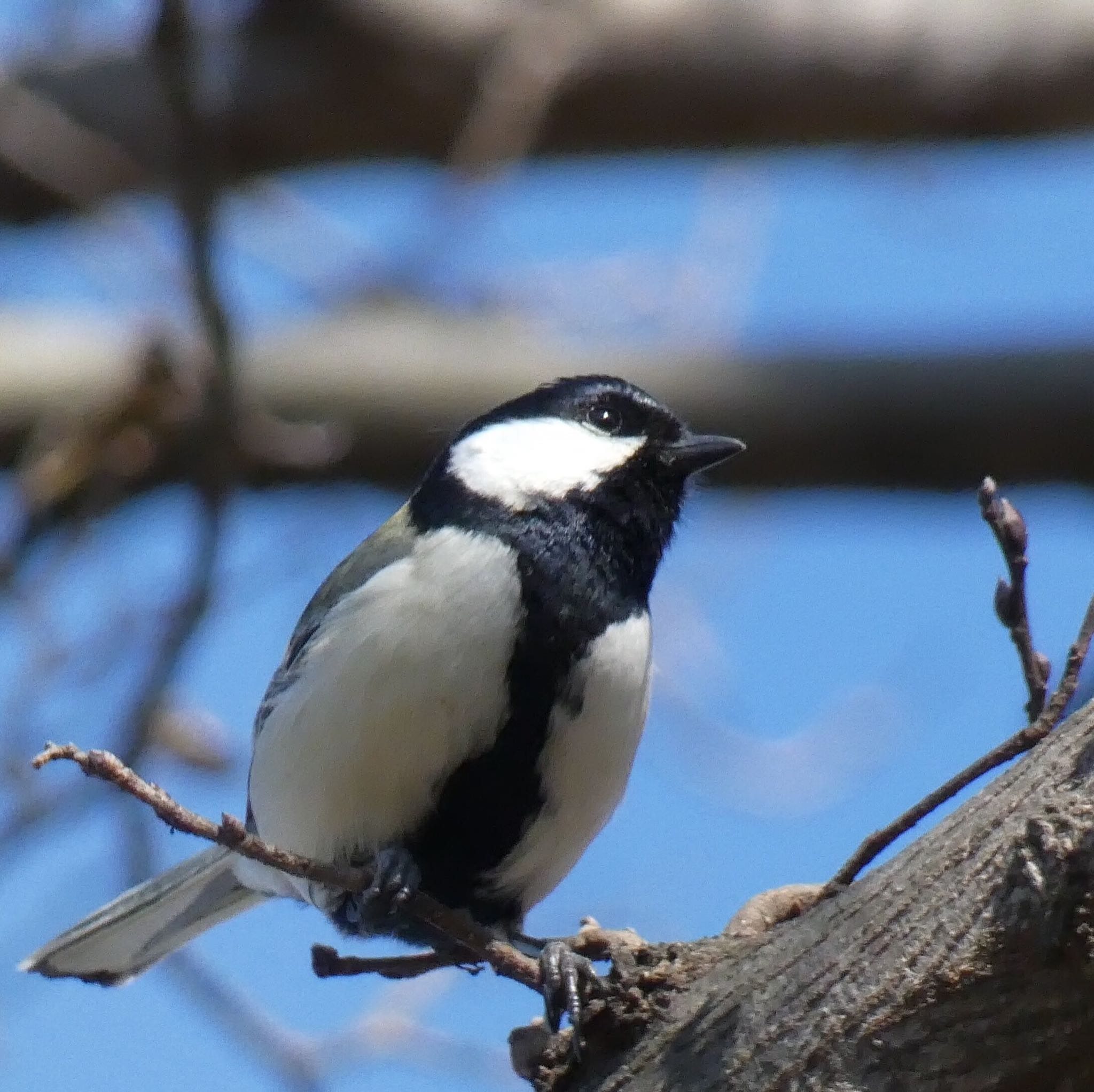 Photo of Japanese Tit at 兵庫島公園 by どぶろく