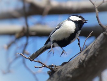 Japanese Tit 兵庫島公園 Fri, 3/6/2020