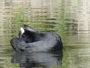 Eurasian Coot 兵庫島公園 Fri, 3/6/2020