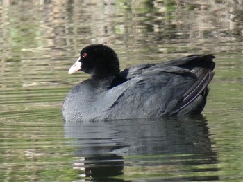 Eurasian Coot 兵庫島公園 Fri, 3/6/2020