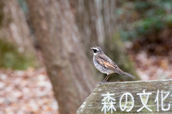 ツグミ 場所が不明 撮影日未設定