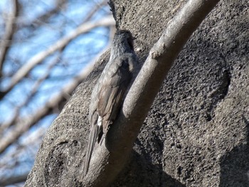 Brown-eared Bulbul 兵庫島公園 Fri, 3/6/2020