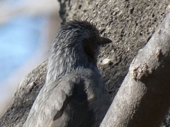 Brown-eared Bulbul 兵庫島公園 Fri, 3/6/2020