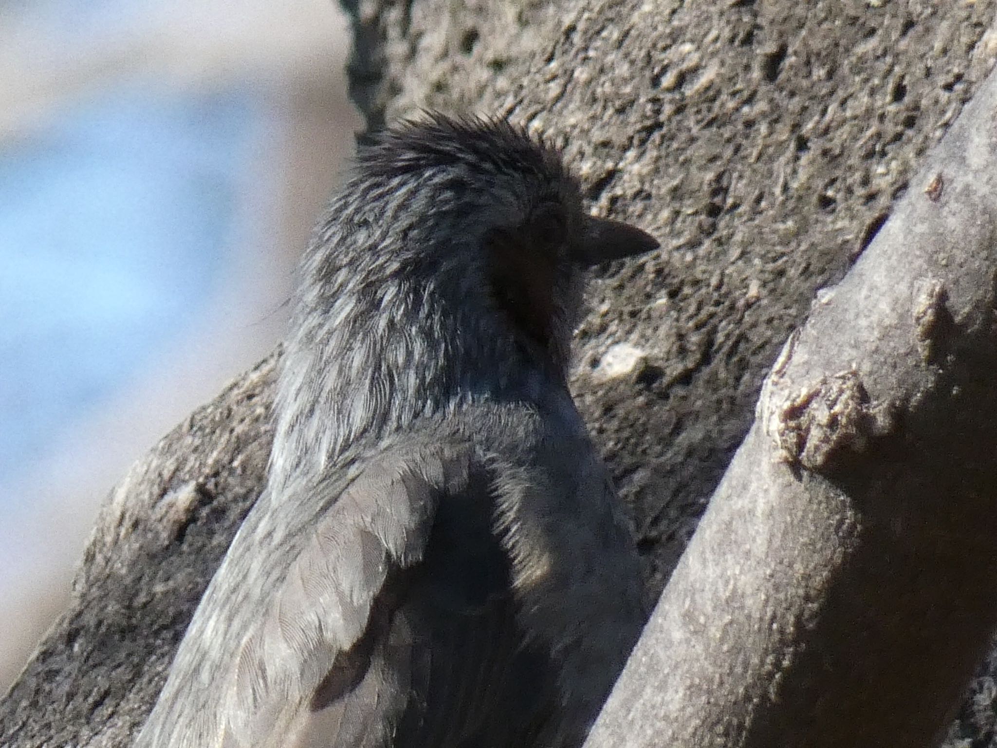 Photo of Brown-eared Bulbul at 兵庫島公園 by どぶろく