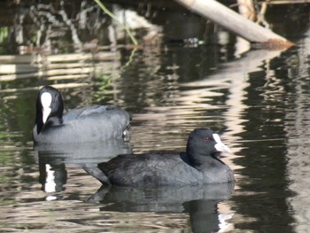 Eurasian Coot 兵庫島公園 Fri, 3/6/2020