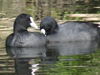 Eurasian Coot 兵庫島公園 Fri, 3/6/2020