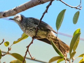 Brown-eared Bulbul 兵庫島公園 Fri, 3/6/2020