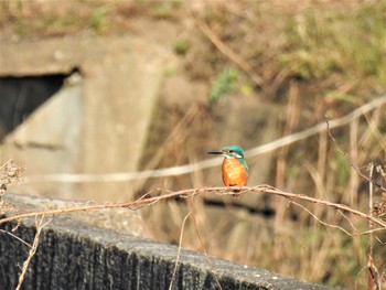 2020年3月6日(金) 大沼親水公園の野鳥観察記録