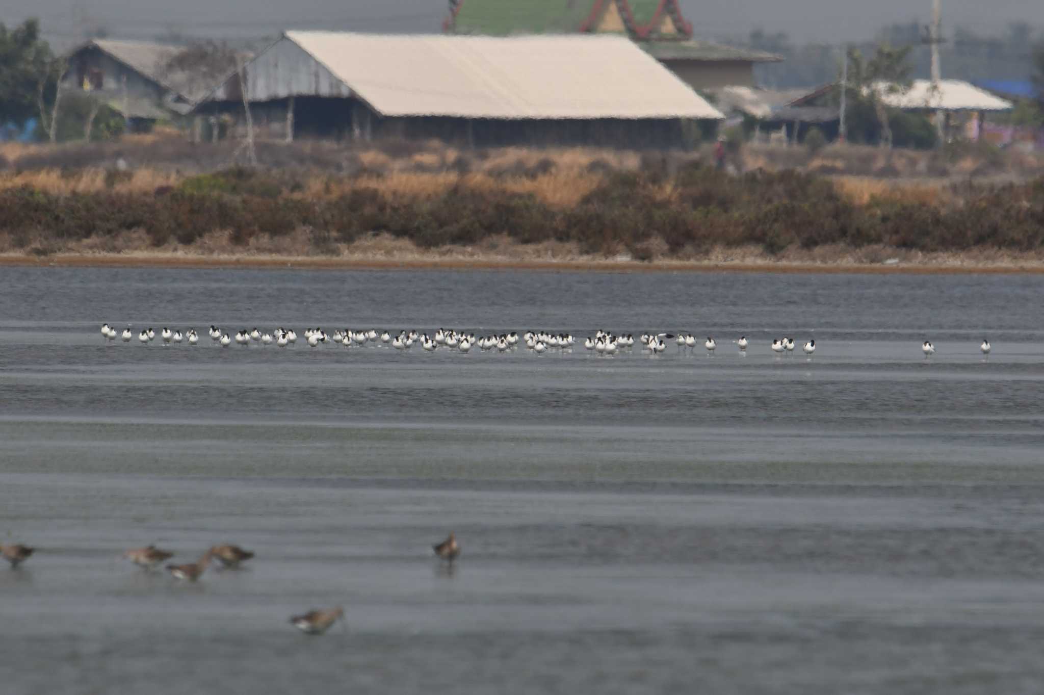 Pied Avocet