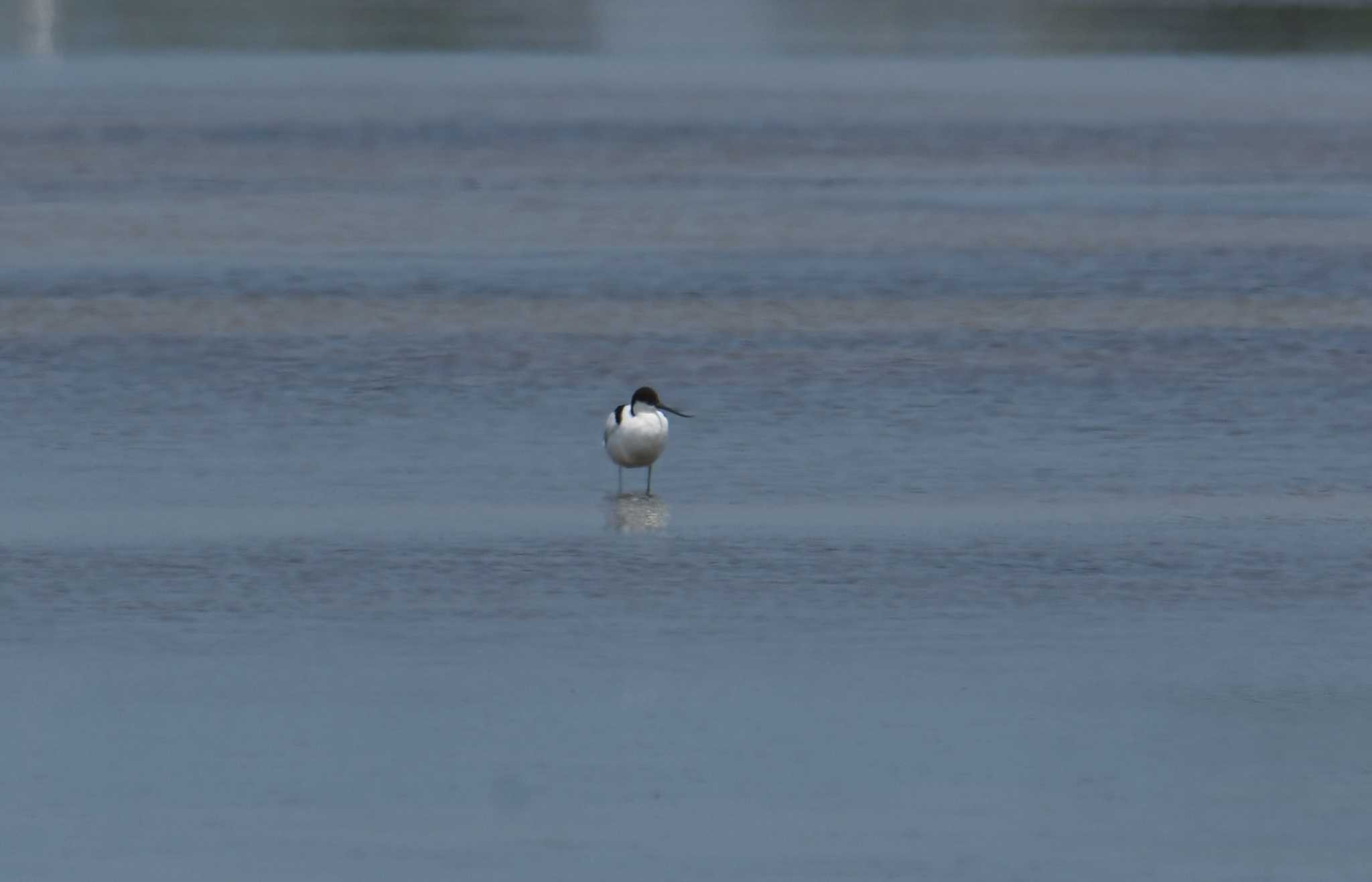 Pied Avocet