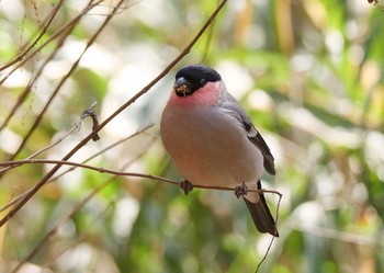 Eurasian Bullfinch(rosacea) 群馬県桐生市  Sun, 3/1/2020