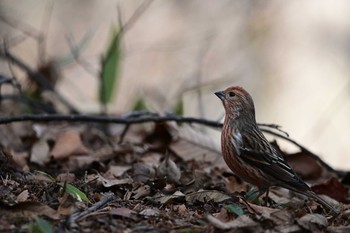 Pallas's Rosefinch Saitama Prefecture Forest Park Sun, 2/23/2020