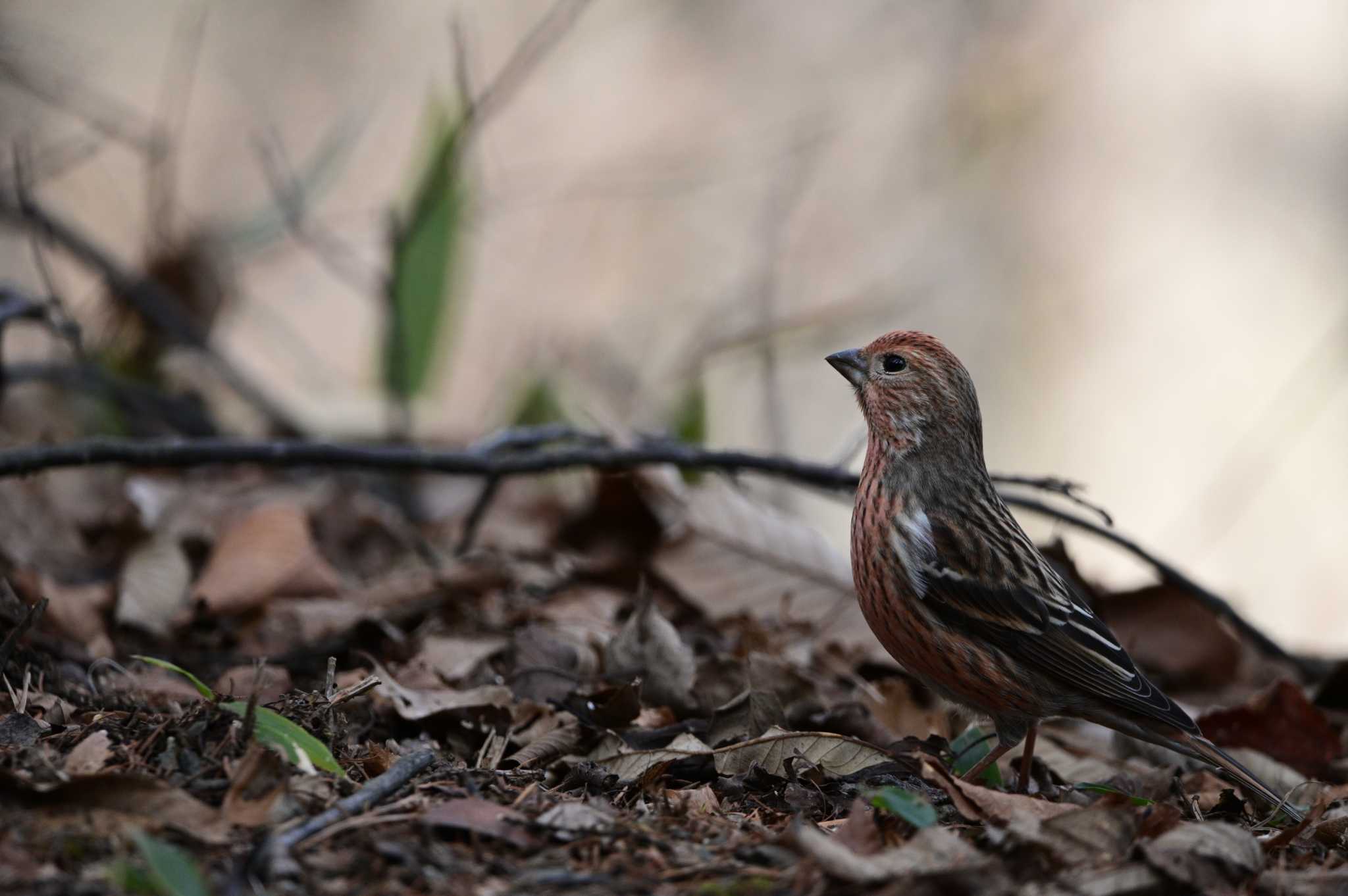 Pallas's Rosefinch