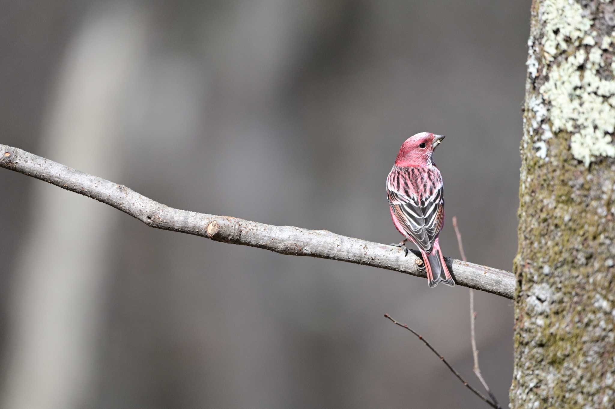 Pallas's Rosefinch