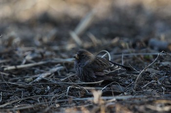 2016年2月11日(木) 城山湖の野鳥観察記録