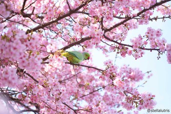 Indian Rose-necked Parakeet 前橋　敷島公園 Sun, 3/1/2020