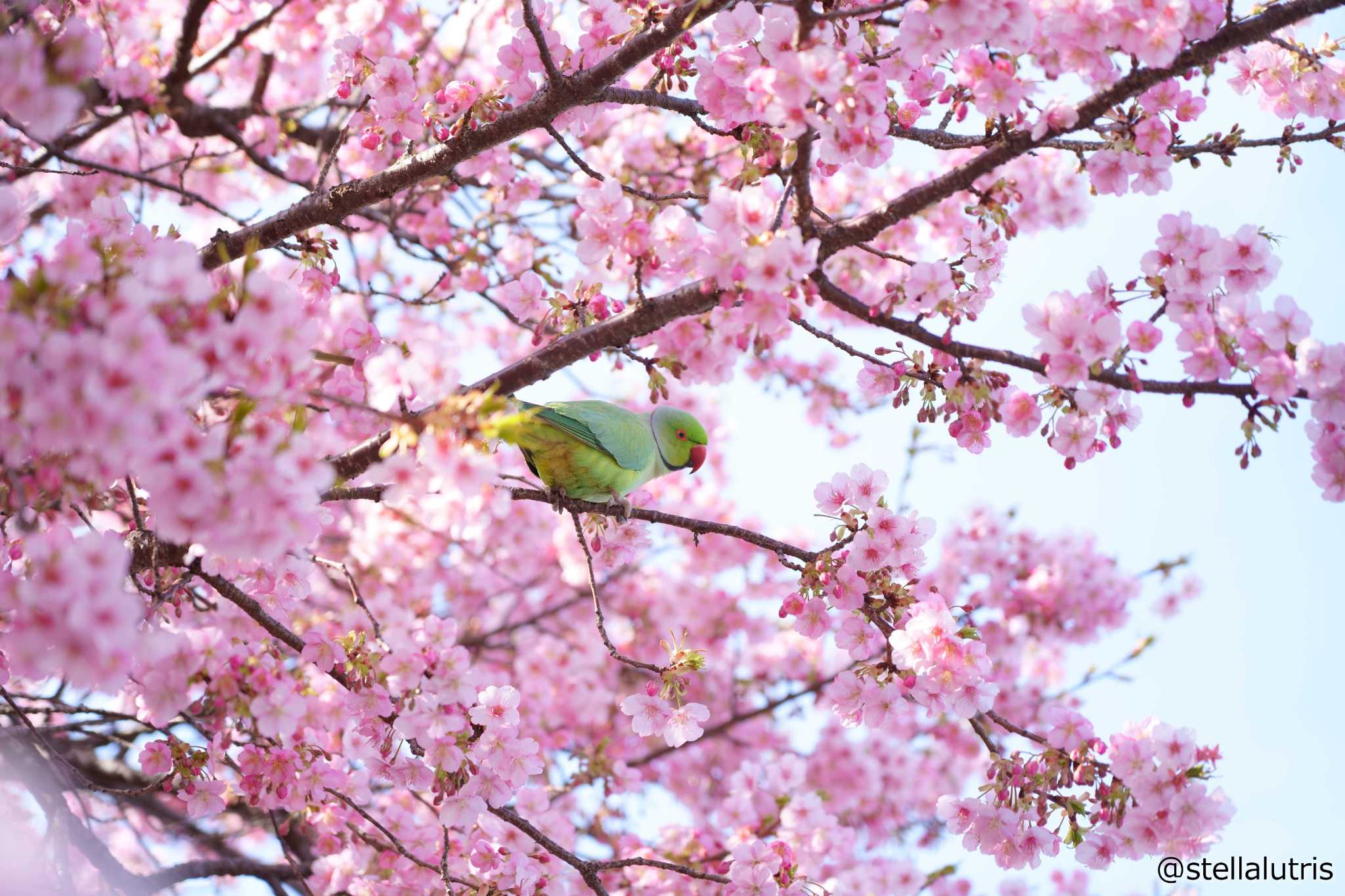 川津桜に映えるインコ by シュウ