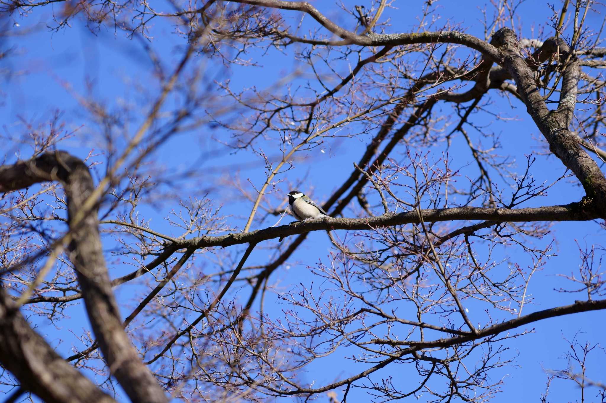 Photo of Japanese Tit at 大室公園 by シュウ