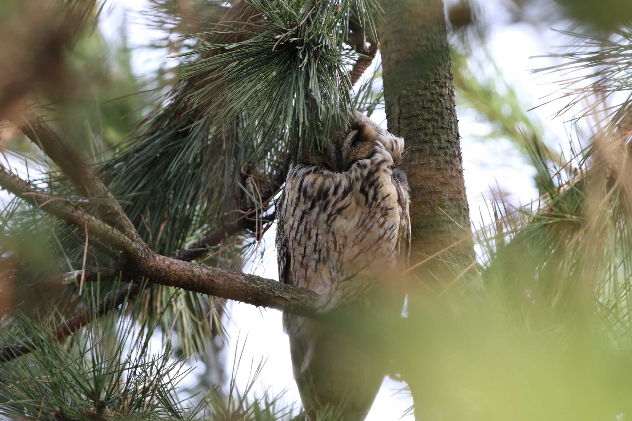 Photo of Long-eared Owl at Kasai Rinkai Park by Trio