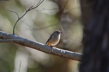 Daurian Redstart 東京都多摩地域 Fri, 3/6/2020