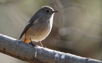 Daurian Redstart 東京都多摩地域 Fri, 3/6/2020