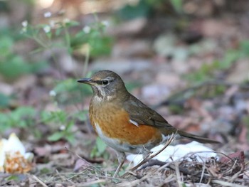 Brown-headed Thrush Shinjuku Gyoen National Garden Unknown Date