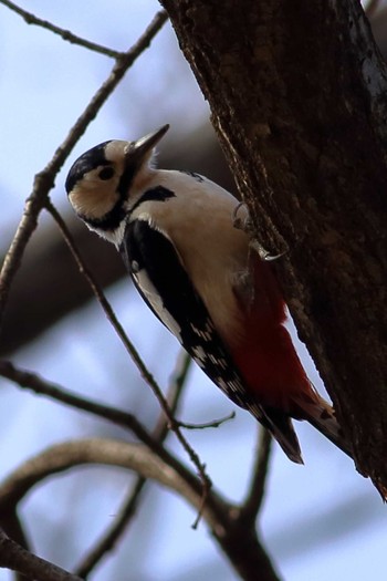 Great Spotted Woodpecker 大室古墳群 Tue, 3/3/2020