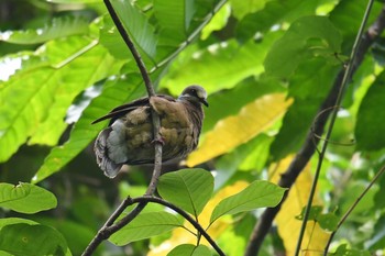 White-eared Brown Dove Raja Sikatuna National Park Fri, 7/19/2019