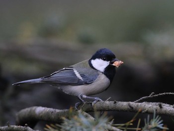 Japanese Tit Shinjuku Gyoen National Garden Unknown Date