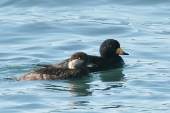 2020年3月6日(金) 稲村ヶ崎の野鳥観察記録