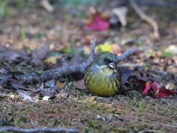 Masked Bunting Shinjuku Gyoen National Garden Unknown Date