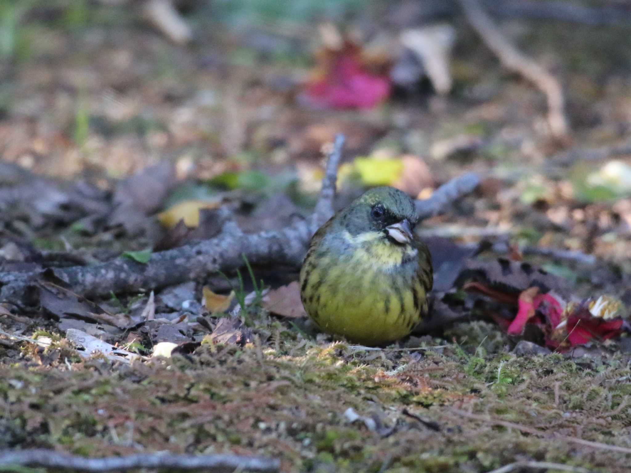 Photo of Masked Bunting at Shinjuku Gyoen National Garden by モカ