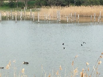 2020年3月7日(土) 葛西臨海公園の野鳥観察記録