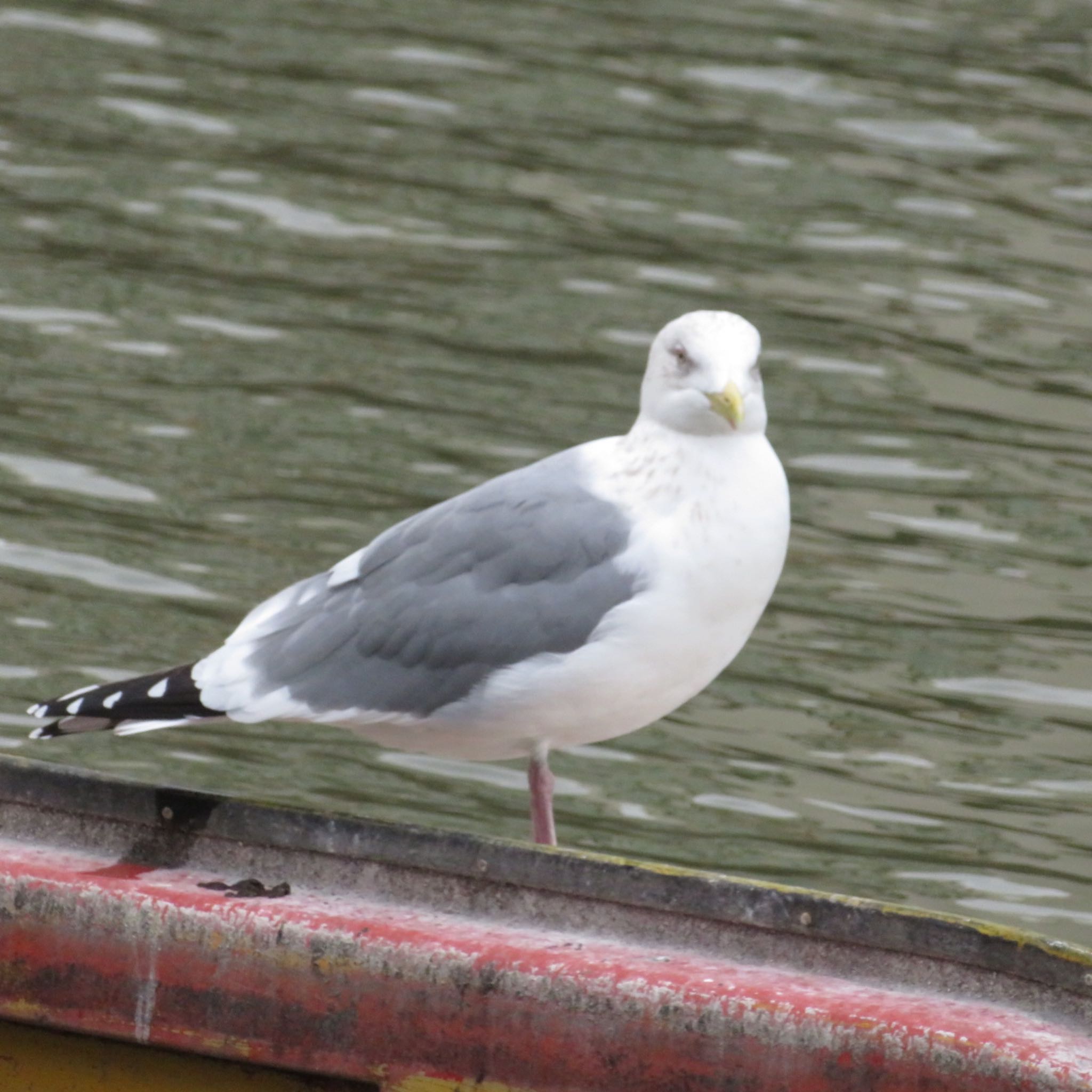 Photo of Common Gull at Ueno Park by xuuhiro