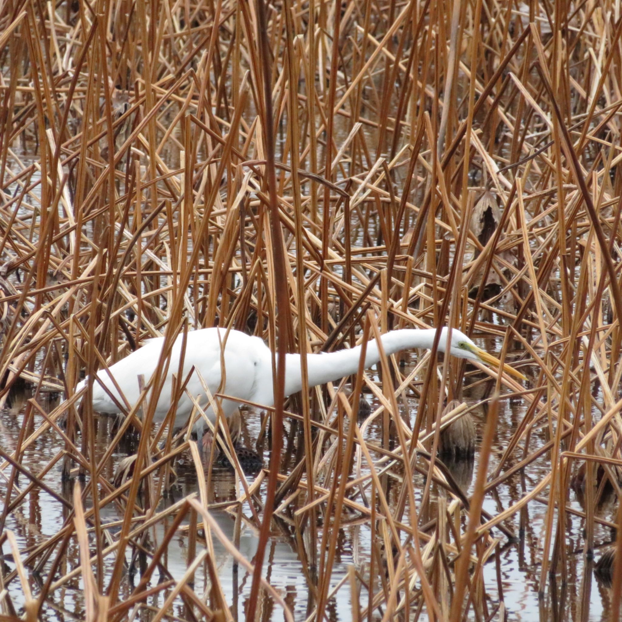 Photo of Great Egret at Ueno Park by xuuhiro