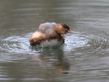 Little Grebe Shinjuku Gyoen National Garden Unknown Date