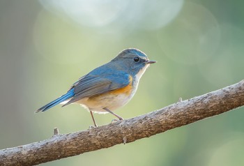 Red-flanked Bluetail 東京都立桜ヶ丘公園(聖蹟桜ヶ丘) Fri, 1/3/2020