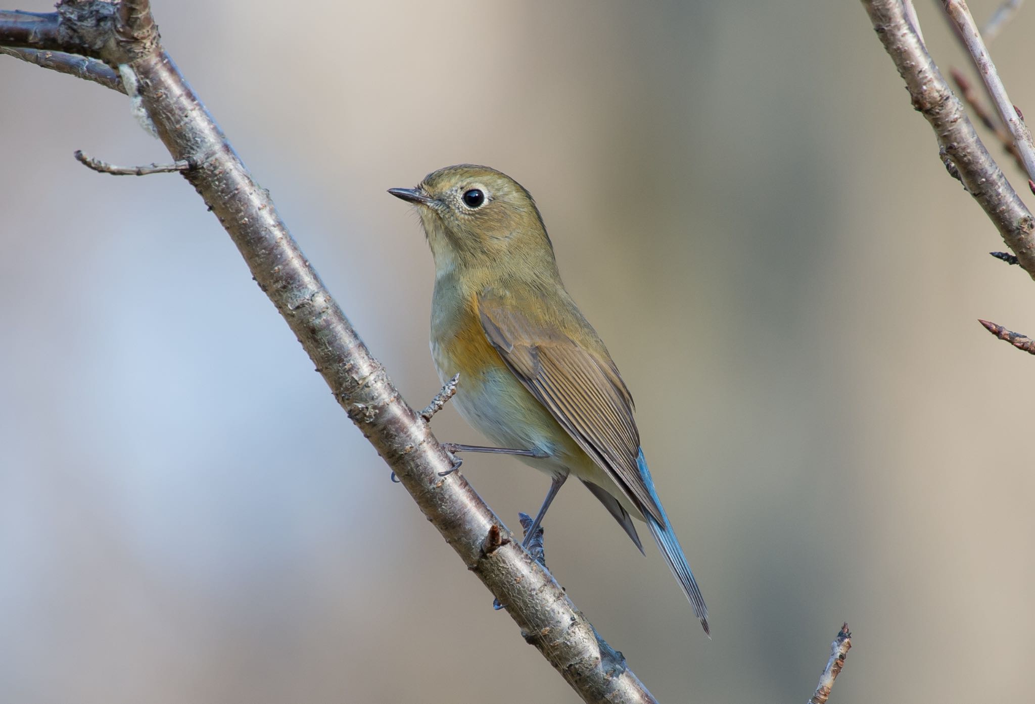 Photo of Red-flanked Bluetail at 東京都立桜ヶ丘公園(聖蹟桜ヶ丘) by Jgogo