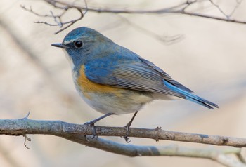 Red-flanked Bluetail 東京都立桜ヶ丘公園(聖蹟桜ヶ丘) Fri, 1/3/2020