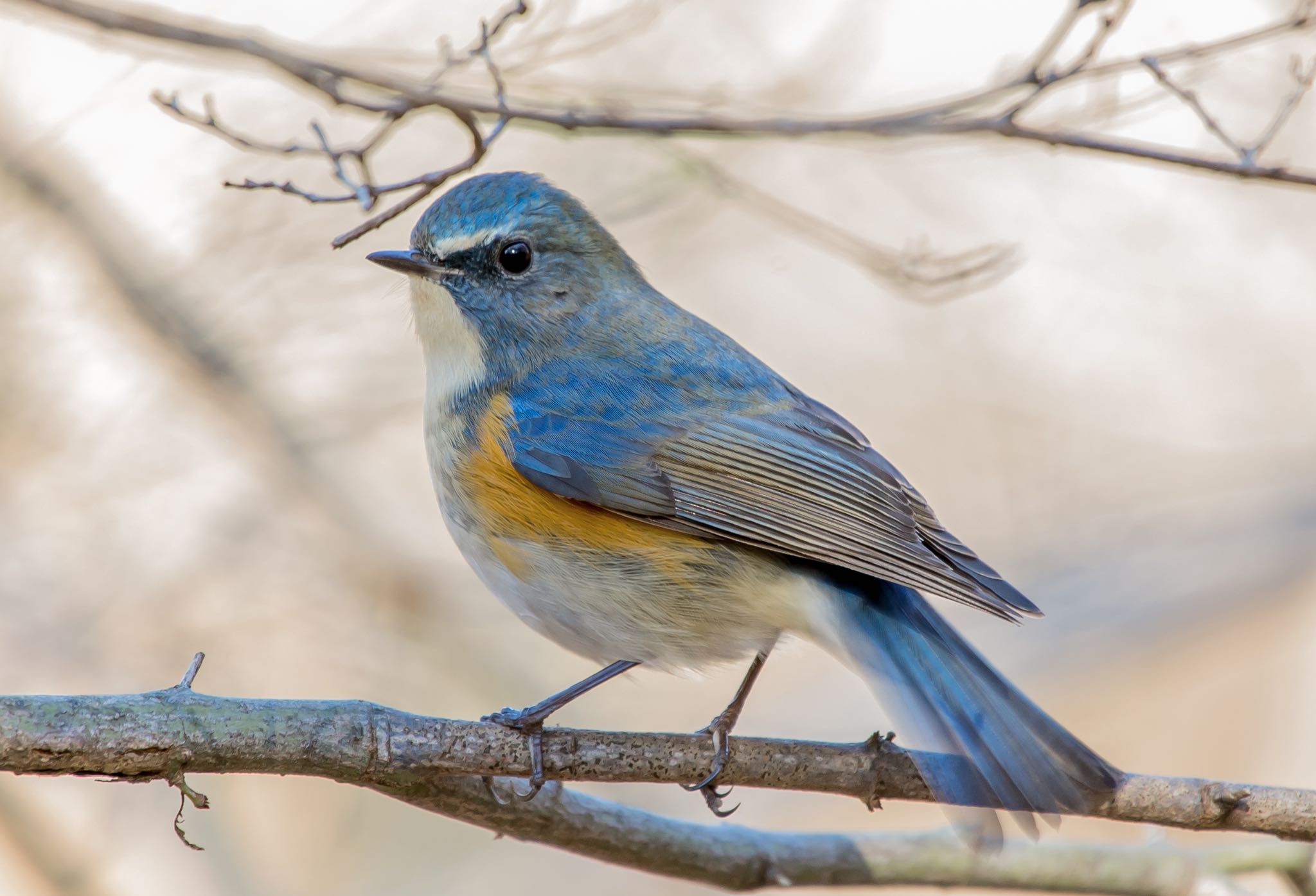 Photo of Red-flanked Bluetail at 東京都立桜ヶ丘公園(聖蹟桜ヶ丘) by Jgogo