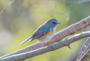 Red-flanked Bluetail 東京都立桜ヶ丘公園(聖蹟桜ヶ丘) Fri, 1/3/2020