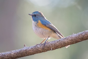 Red-flanked Bluetail 東京都立桜ヶ丘公園(聖蹟桜ヶ丘) Fri, 1/3/2020