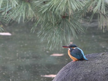 Common Kingfisher Shinjuku Gyoen National Garden Unknown Date