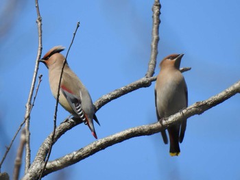 Japanese Waxwing 愛知県森林公園 Unknown Date