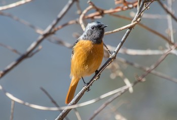 Daurian Redstart 井頭公園 Thu, 3/5/2020