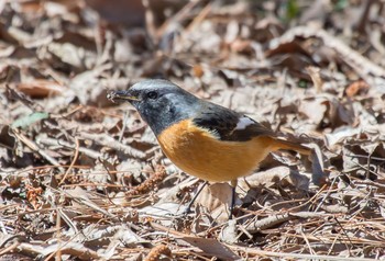 Daurian Redstart 井頭公園 Thu, 3/5/2020