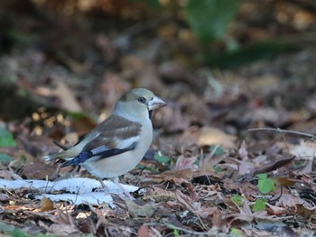 Hawfinch Shinjuku Gyoen National Garden Unknown Date