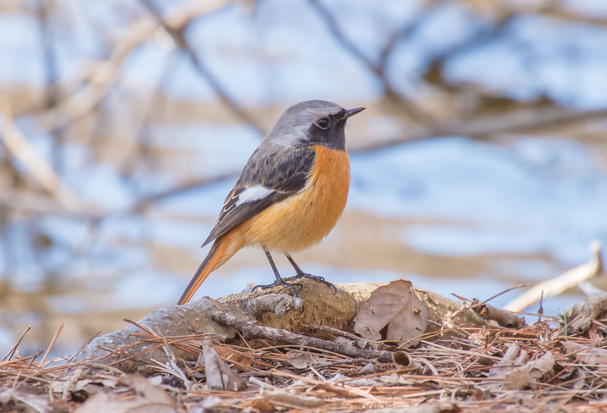 Photo of Daurian Redstart at 井頭公園 by Jgogo